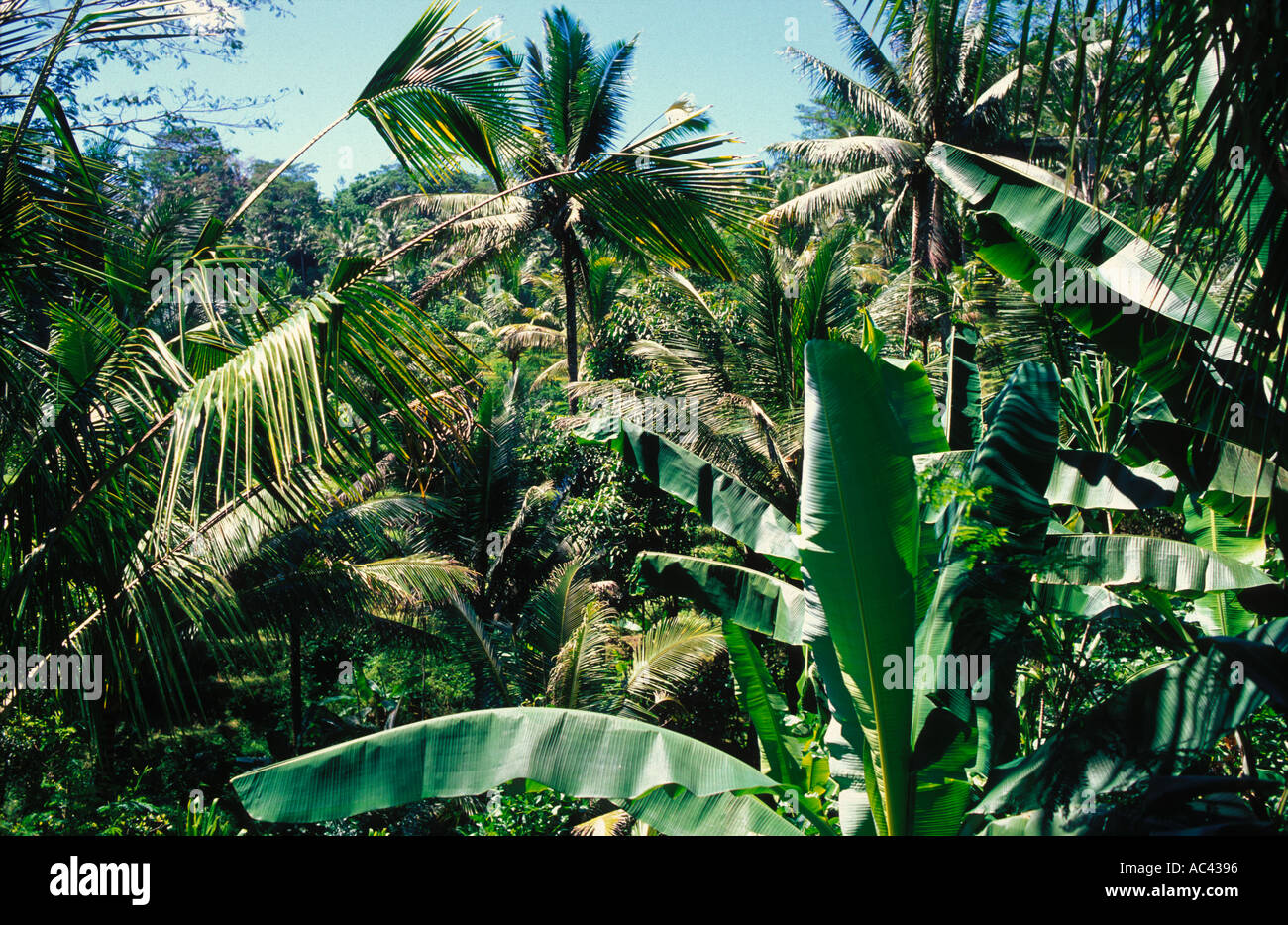 Dense jungle hi-res stock photography and images - Alamy