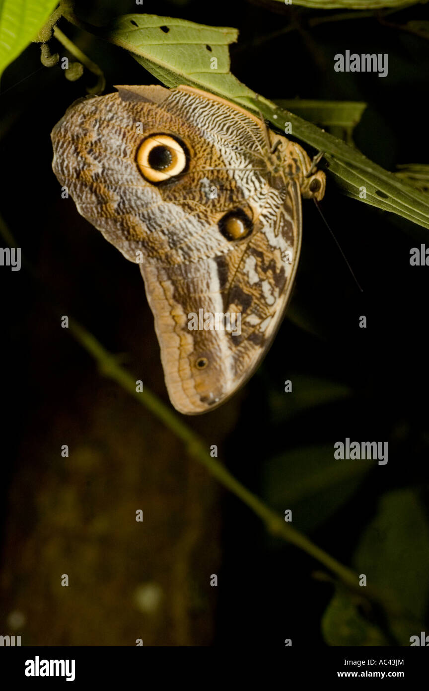 owl butterfly in the amazon rainforest ecuador Stock Photo Alamy