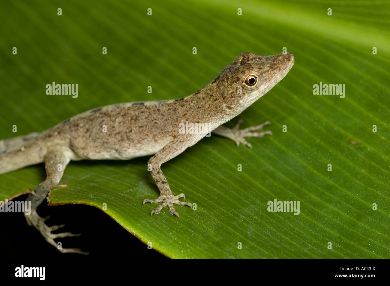 anolis lizard on a leaf in the amazon rainforest ecuador Stock Photo