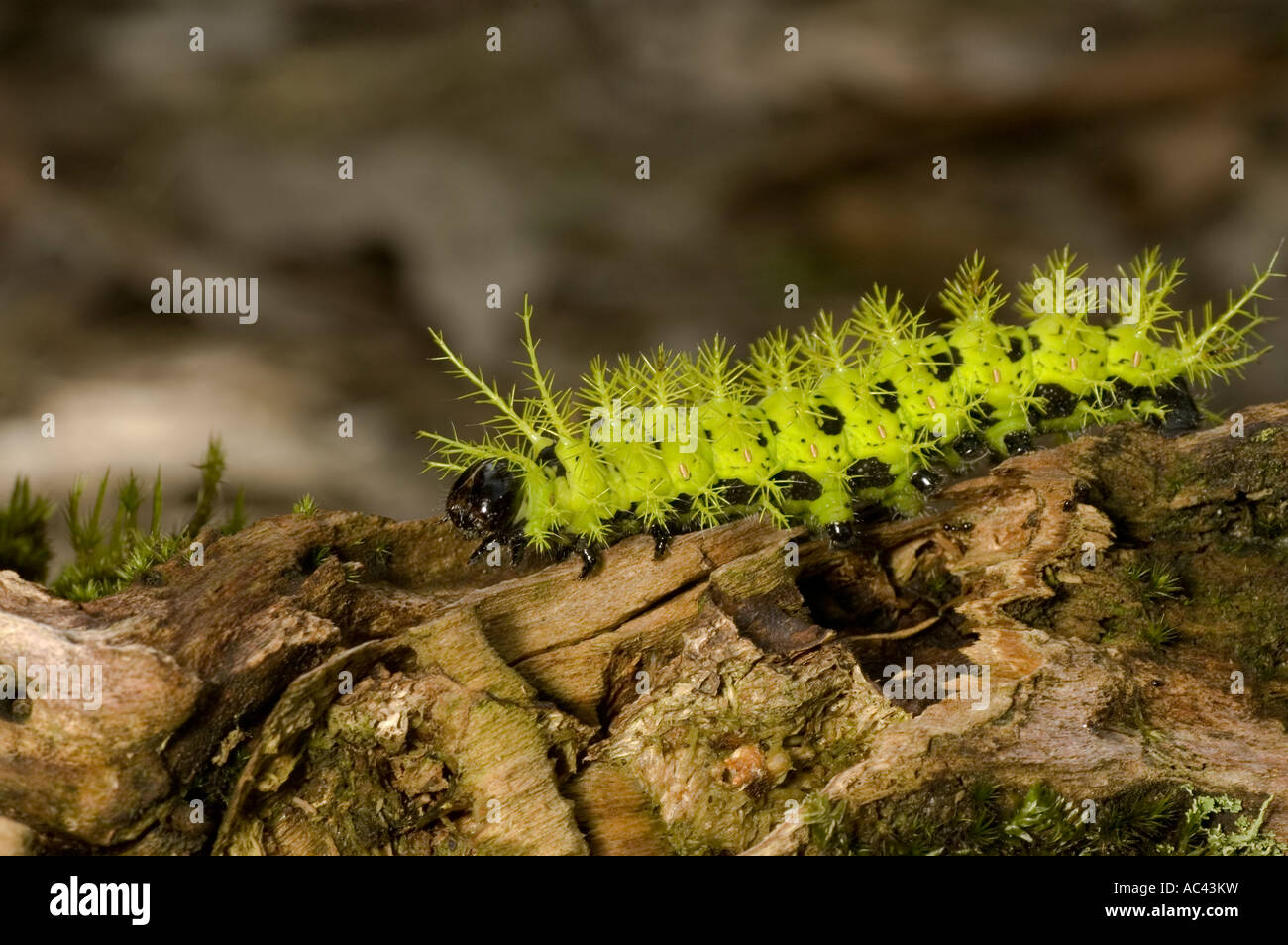 bright green spikey caterpillar in the amazon rainforest ecuador Stock  Photo - Alamy