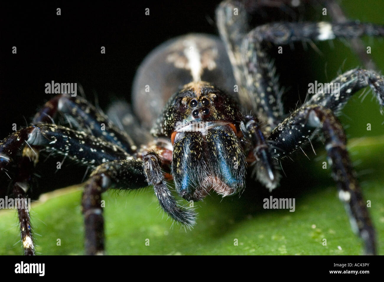black spider in the amazon rainforest ecuador Stock Photo Alamy