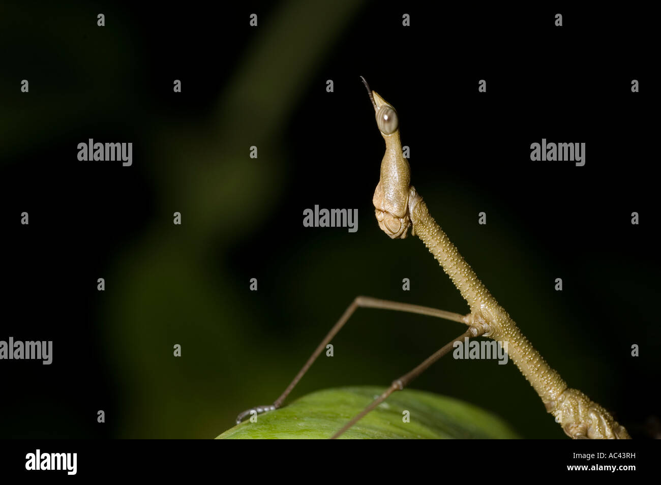 Amazon walking stick hi-res stock photography and images - Alamy