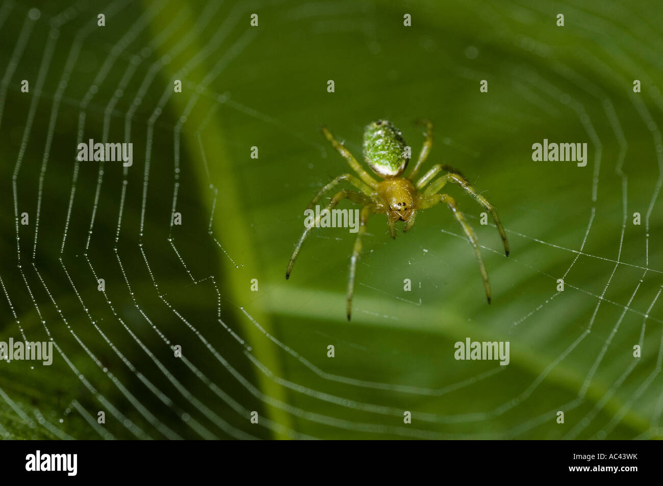 spider on a web in the amazon rainforest ecuador Stock Photo - Alamy