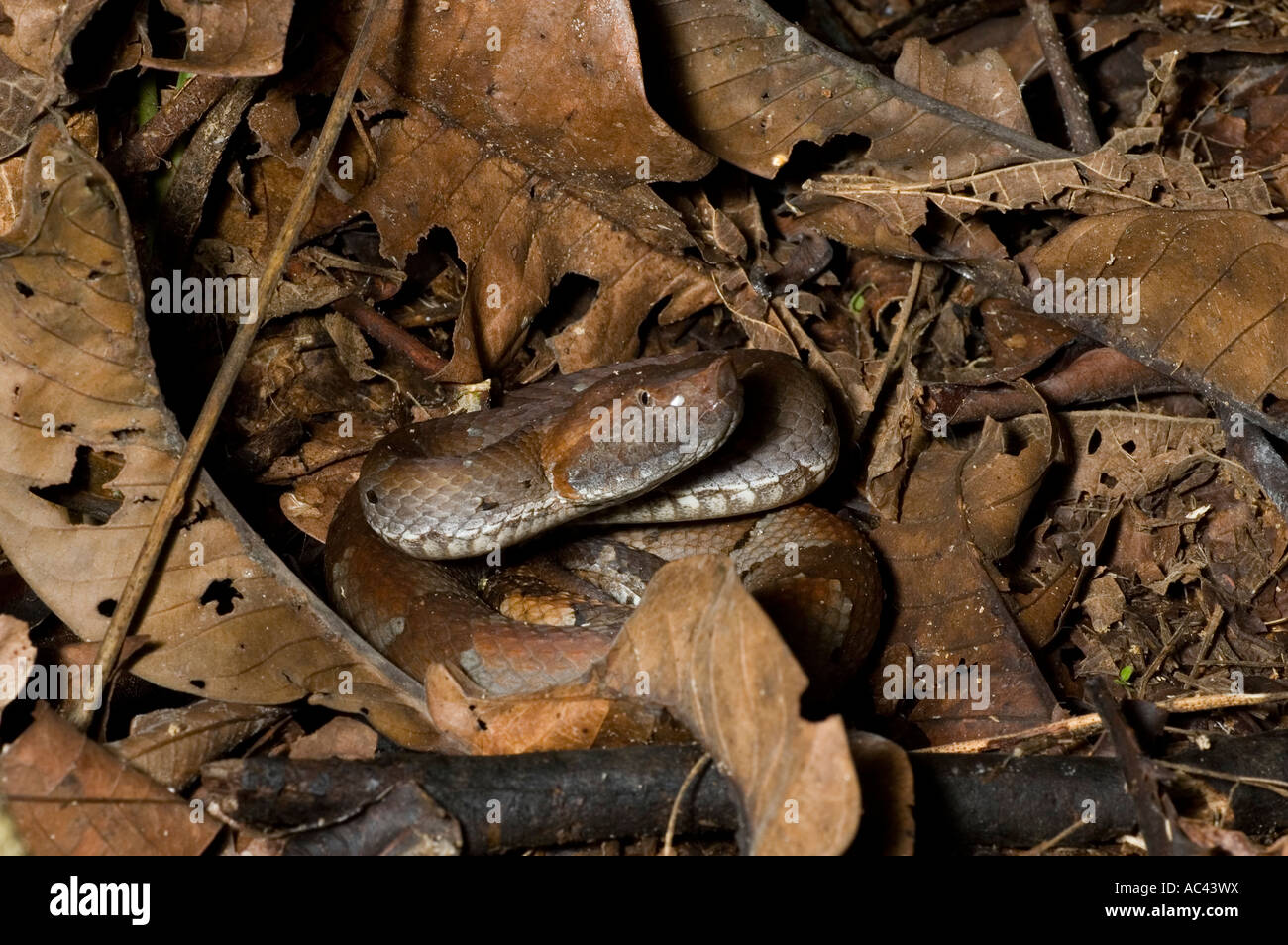 hog nosed viper coiled up Stock Photo