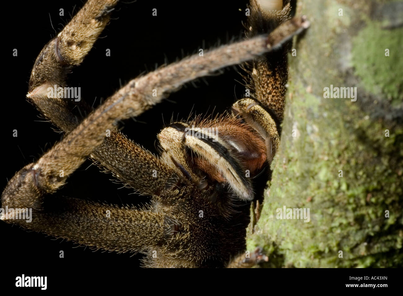 wandering spider in the amazon rainforest ecuador Stock Photo - Alamy