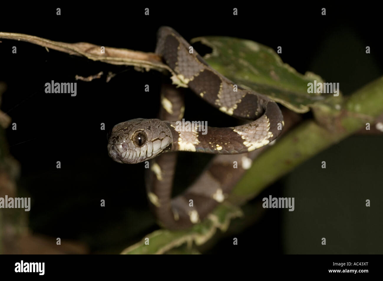 big headed snail eating snake in the amazon rainforest Stock Photo Alamy