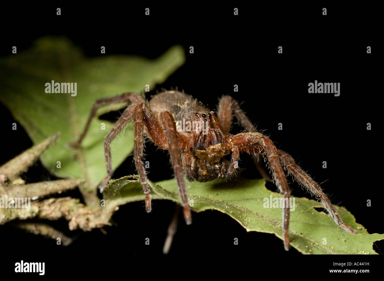 spider in the amazon rainforest ecuador Stock Photo - Alamy
