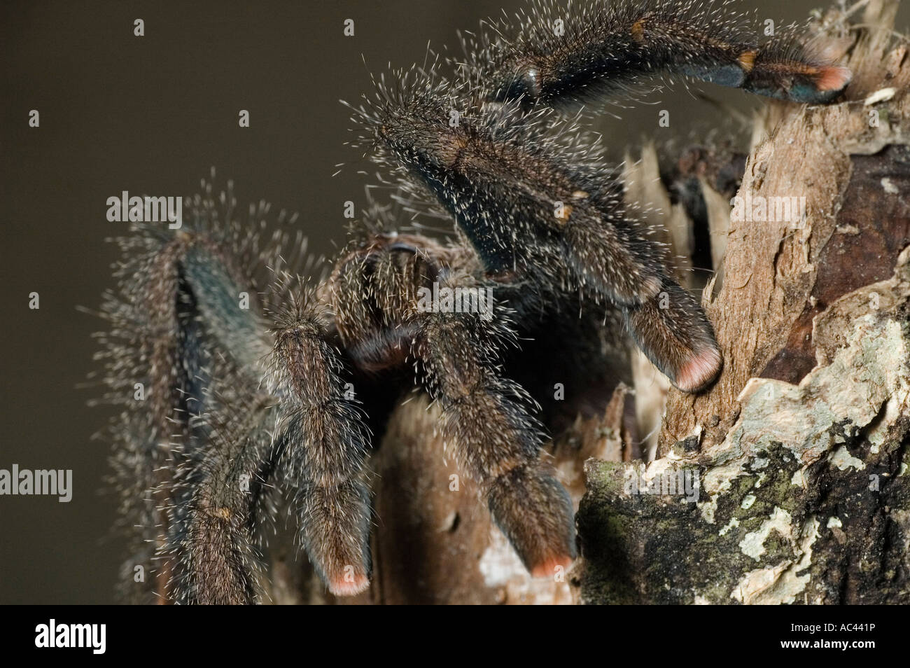 arborial tarantula in the amazon rainforest ecuador Stock Photo Alamy