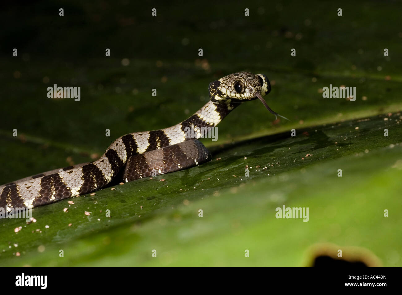 big headed snail eating snake in the amazon rainforest ecuador Stock