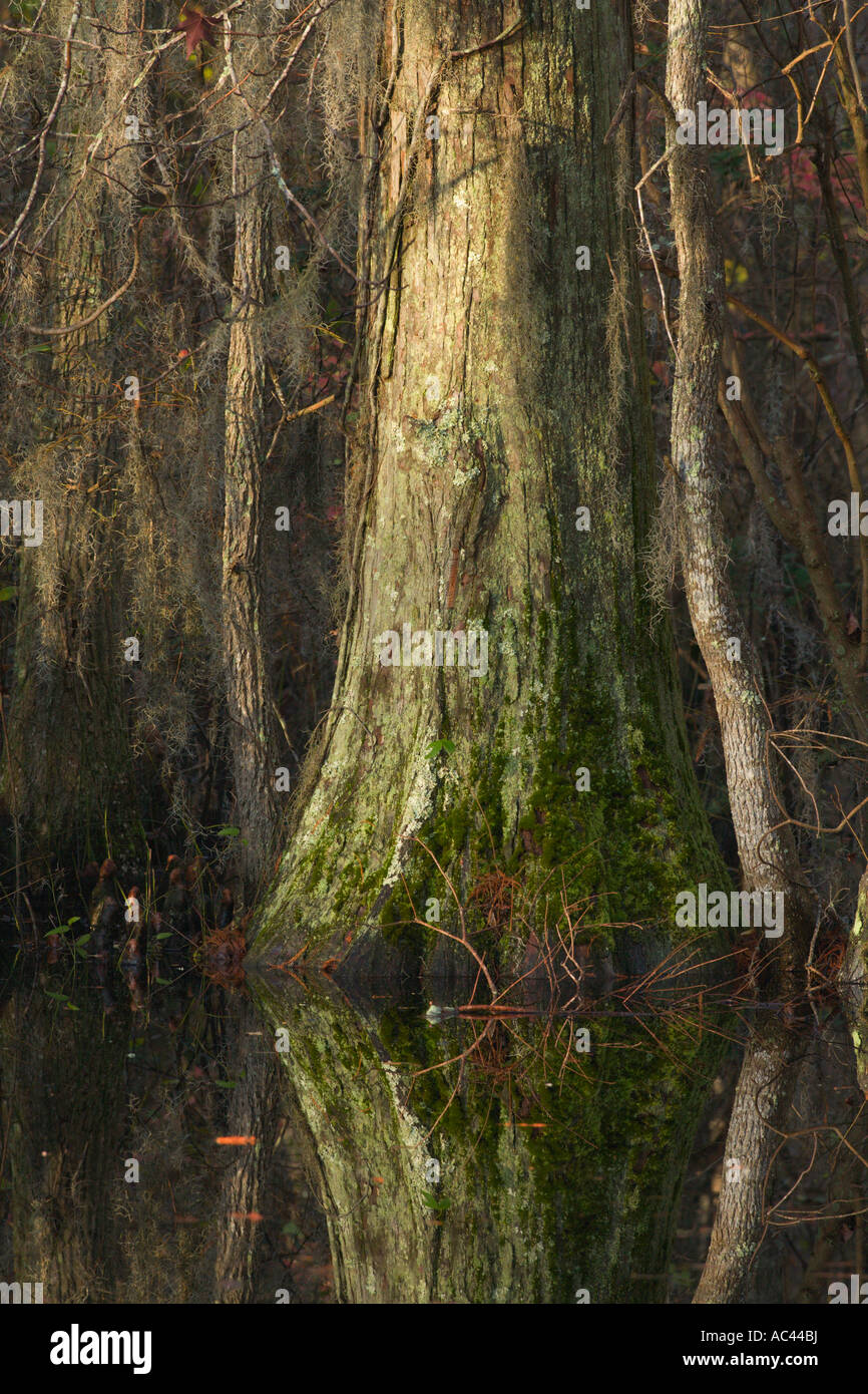 Cedar swamp hires stock photography and images Alamy