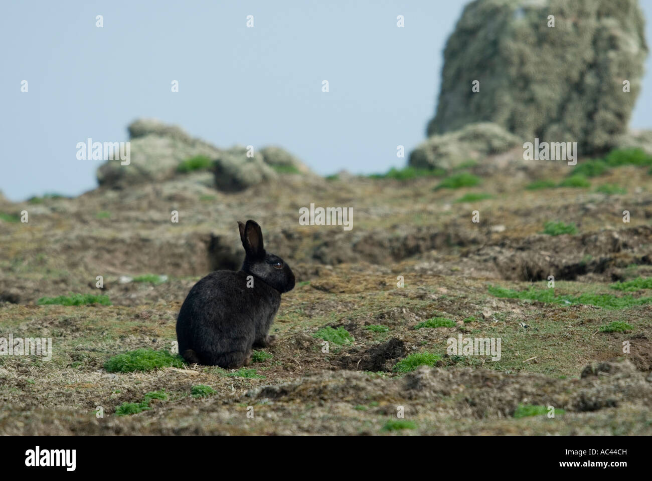 Skomer Rabbits Black rabbit on skomer island hi-res stock photography and images - Alamy