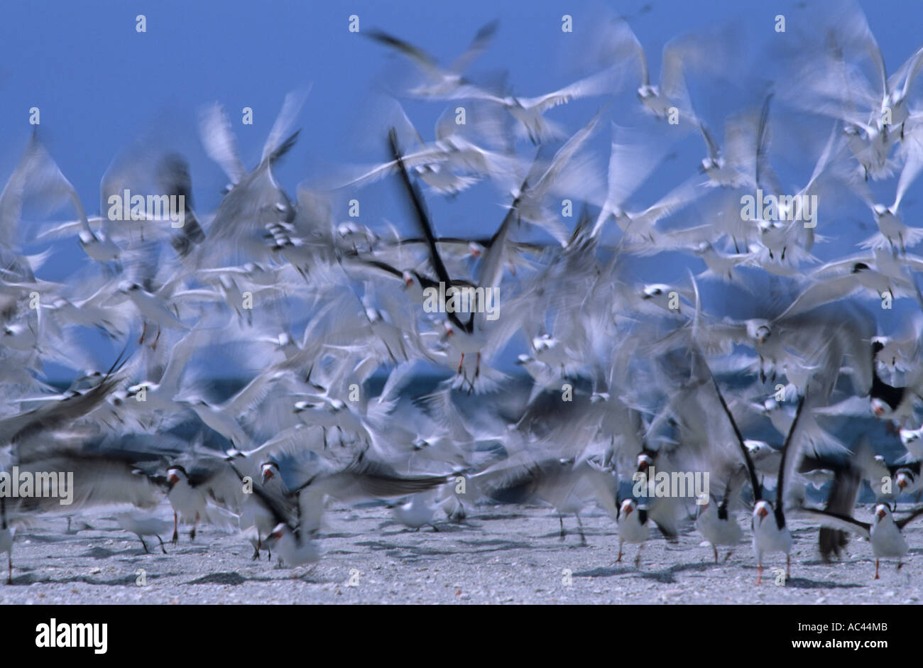 Black Skimmers and Sandwich Terns taking off Blind Pass Beach FL Stock