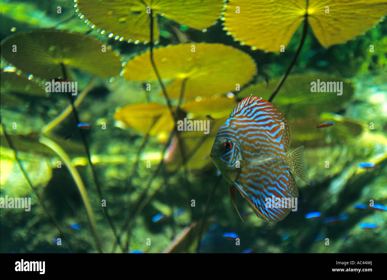 Discus and Water Lilies. Discus et Nymphéas. Stock Photo