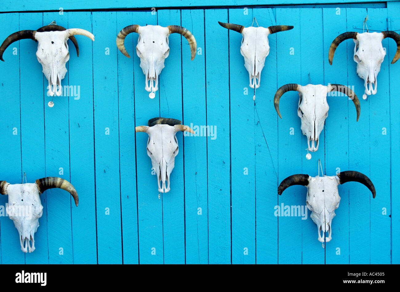 Steerheads hi-res stock photography and images - Alamy