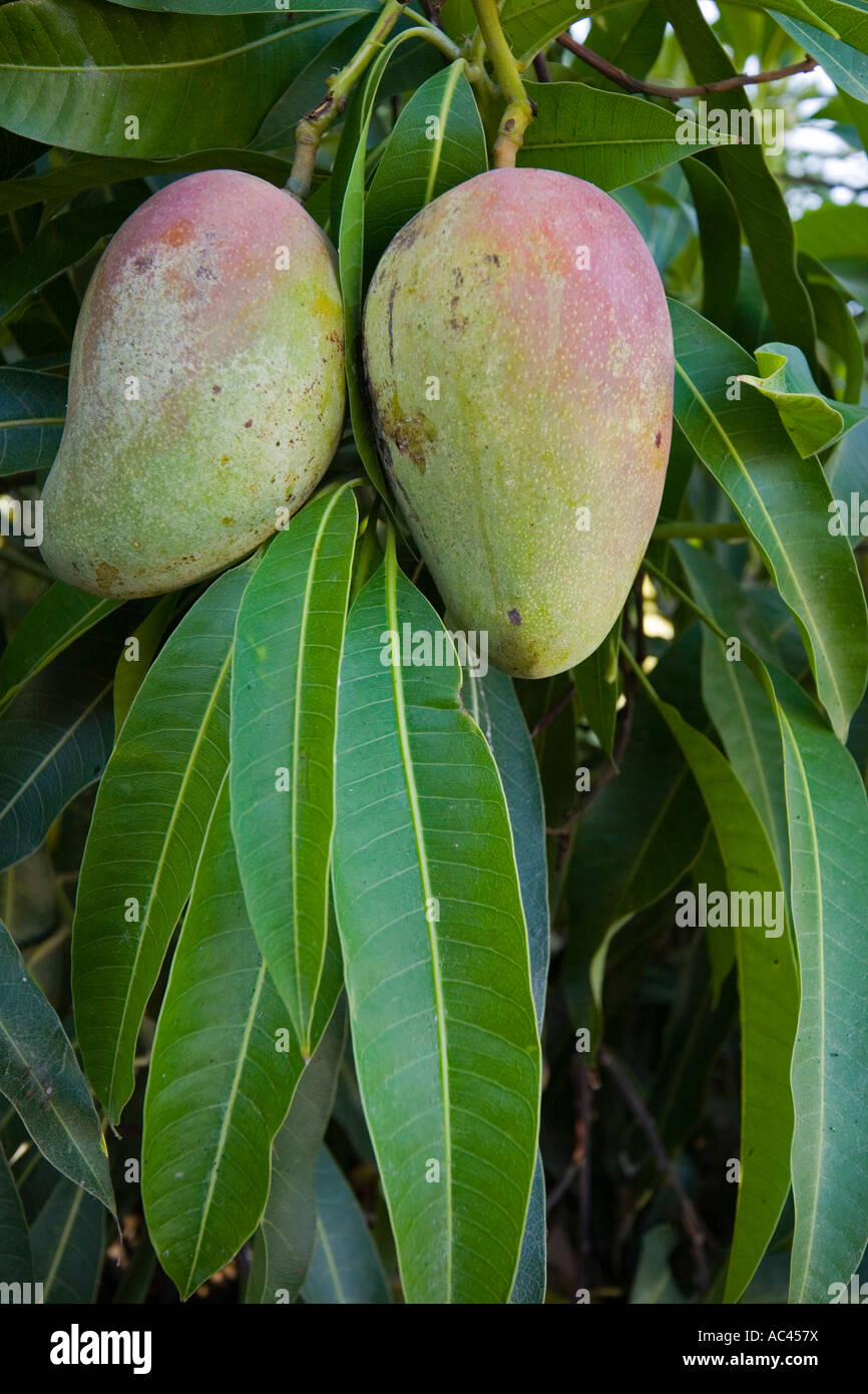 A mango tree in fructification (Mangifera indica). Mexico. Manguier en fruits (Mangifera indica). Mexique. Stock Photo