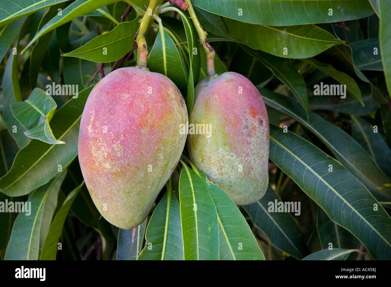 A mango tree in fructification (Mangifera indica). Mexico. Manguier en fruits (Mangifera indica). Mexique. Stock Photo