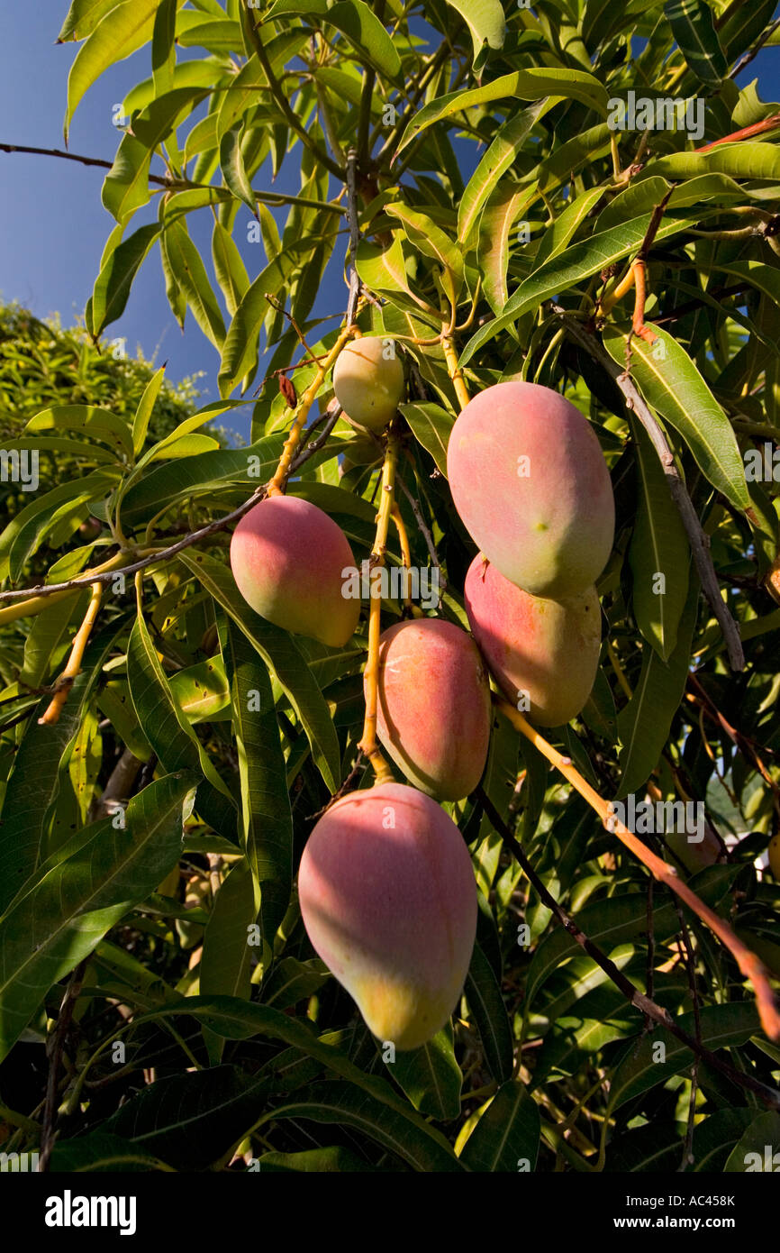 A mango tree in fructification (Mangifera indica). Mexico. Manguier en fruits (Mangifera indica). Mexique. Stock Photo