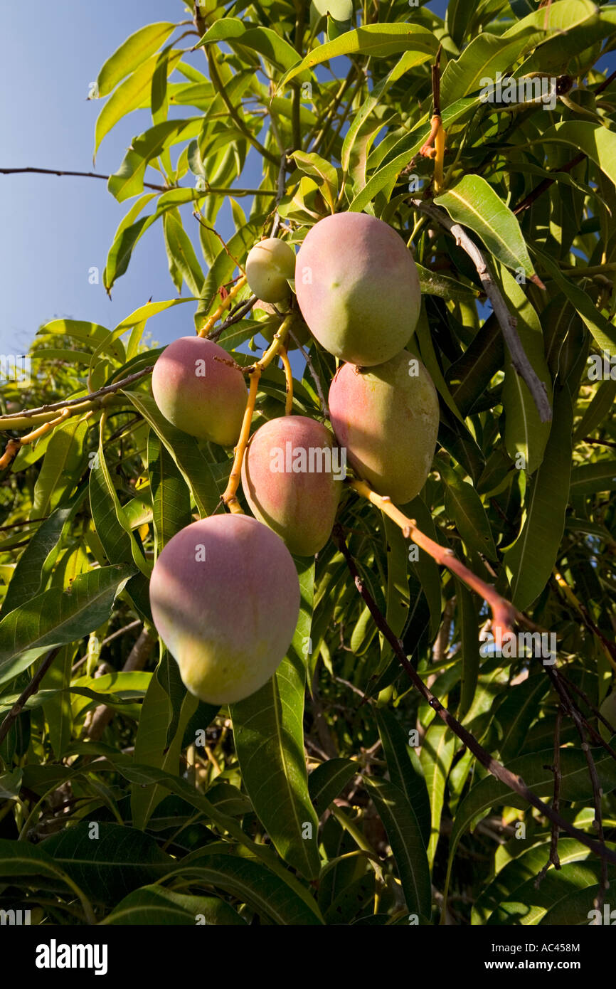 A mango tree in fructification (Mangifera indica). Mexico. Manguier en fruits (Mangifera indica). Mexique. Stock Photo
