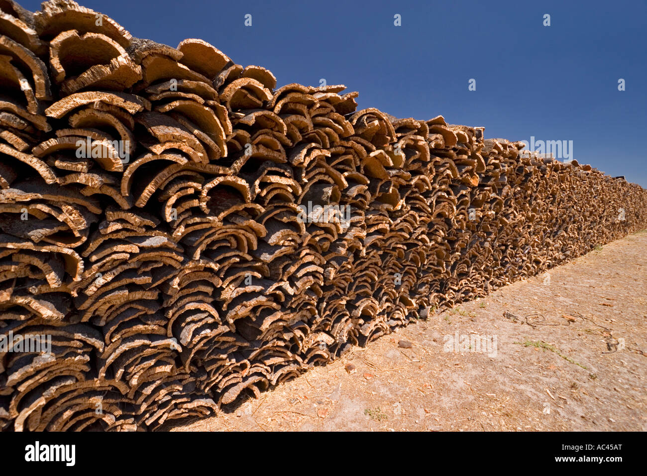 After harvesting of the cork tree bark (Portugal). Récolte d'écorce de chênes-lièges (Quercus suber) en Alentejo (Portugal). Stock Photo