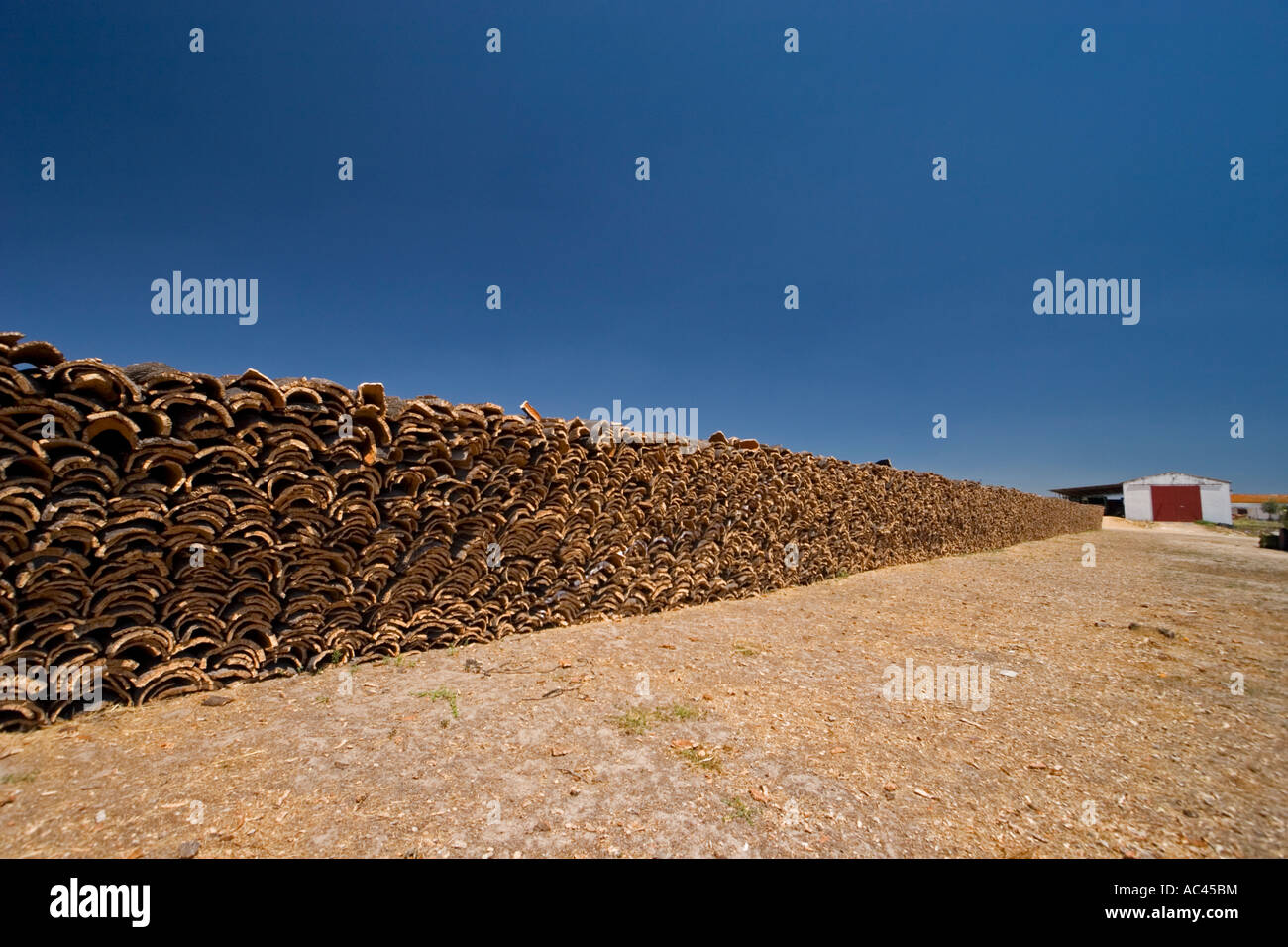 After harvesting of the cork tree bark (Portugal). Récolte d'écorce de chênes-lièges (Quercus suber) en Alentejo (Portugal). Stock Photo