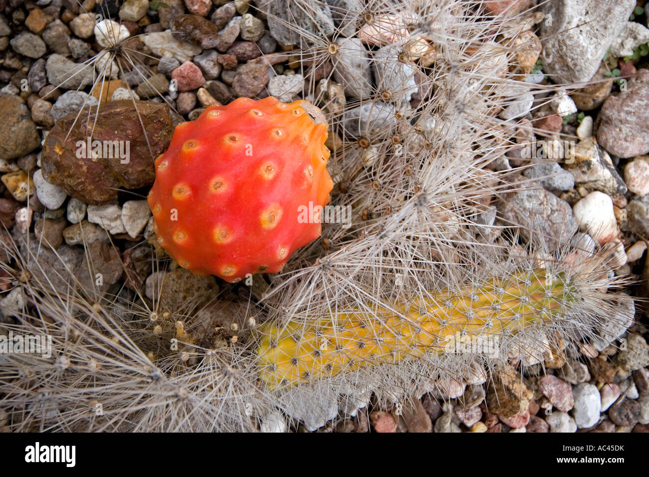 A Peniocereus serpentinus fruit (Mexico). Fruit du cactus Peniocereus serpentinus (Mexique). Stock Photo