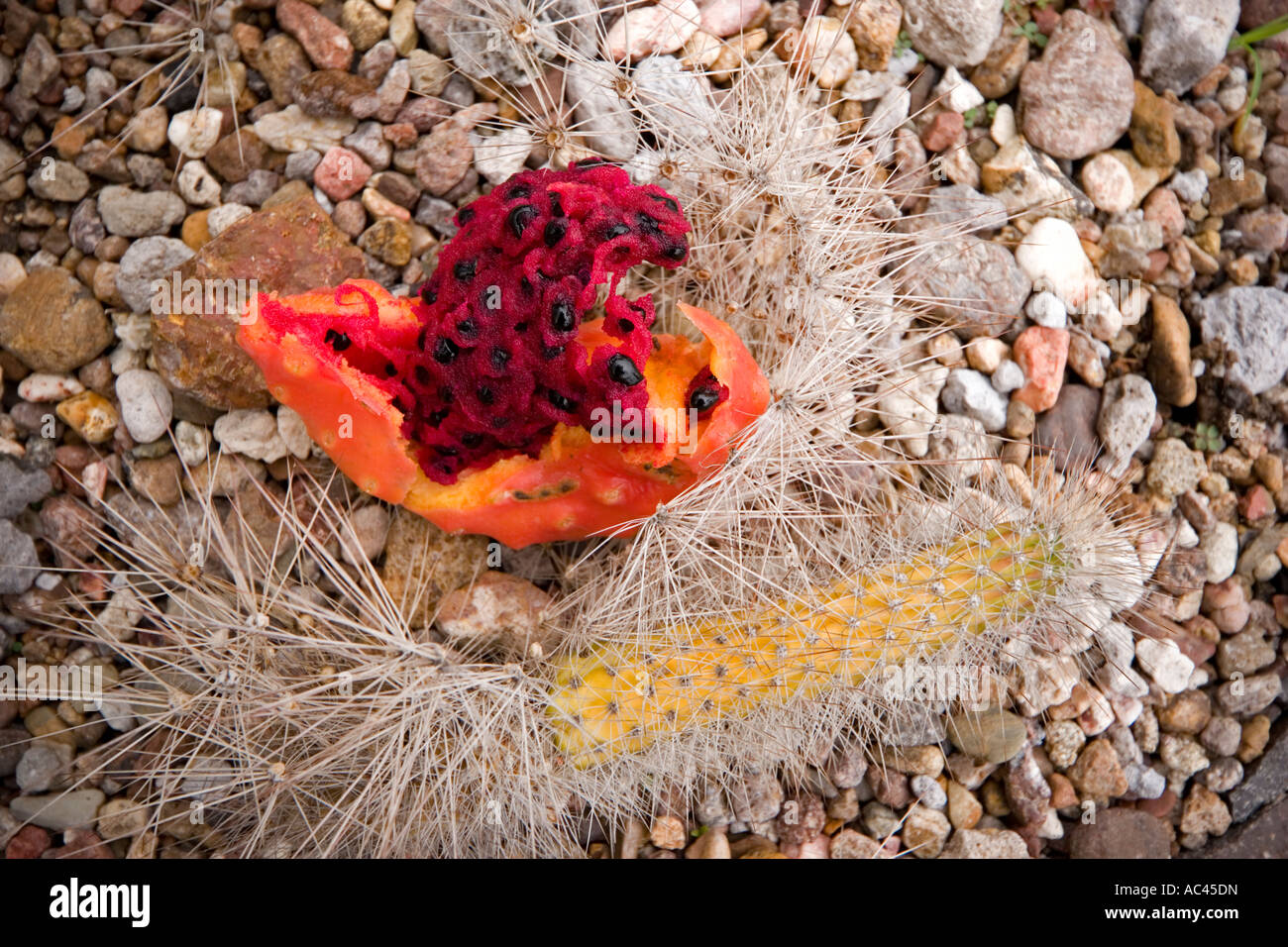 A Peniocereus serpentinus fruit (Mexico). Fruit du cactus Peniocereus serpentinus (Mexique). Stock Photo