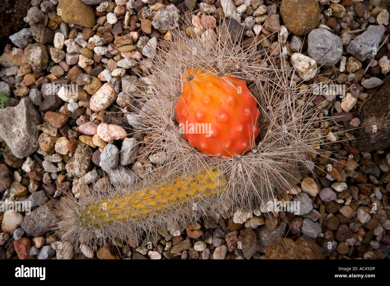 A Peniocereus serpentinus fruit (Mexico). Fruit du cactus Peniocereus serpentinus (Mexique). Stock Photo