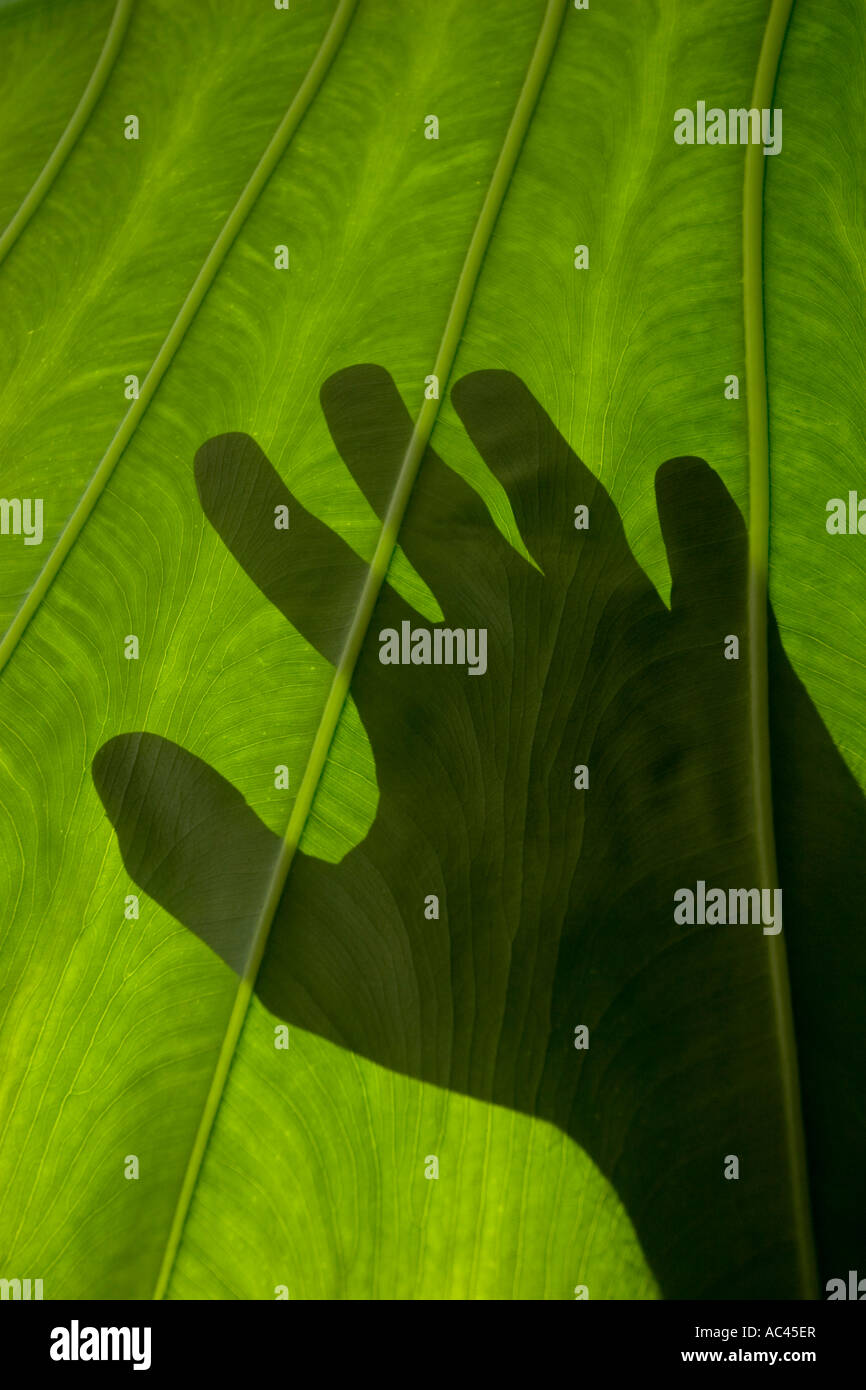 Hand Backlit An outline of a hand, backlit through an Alocasia leaf. Ombre d'une ...