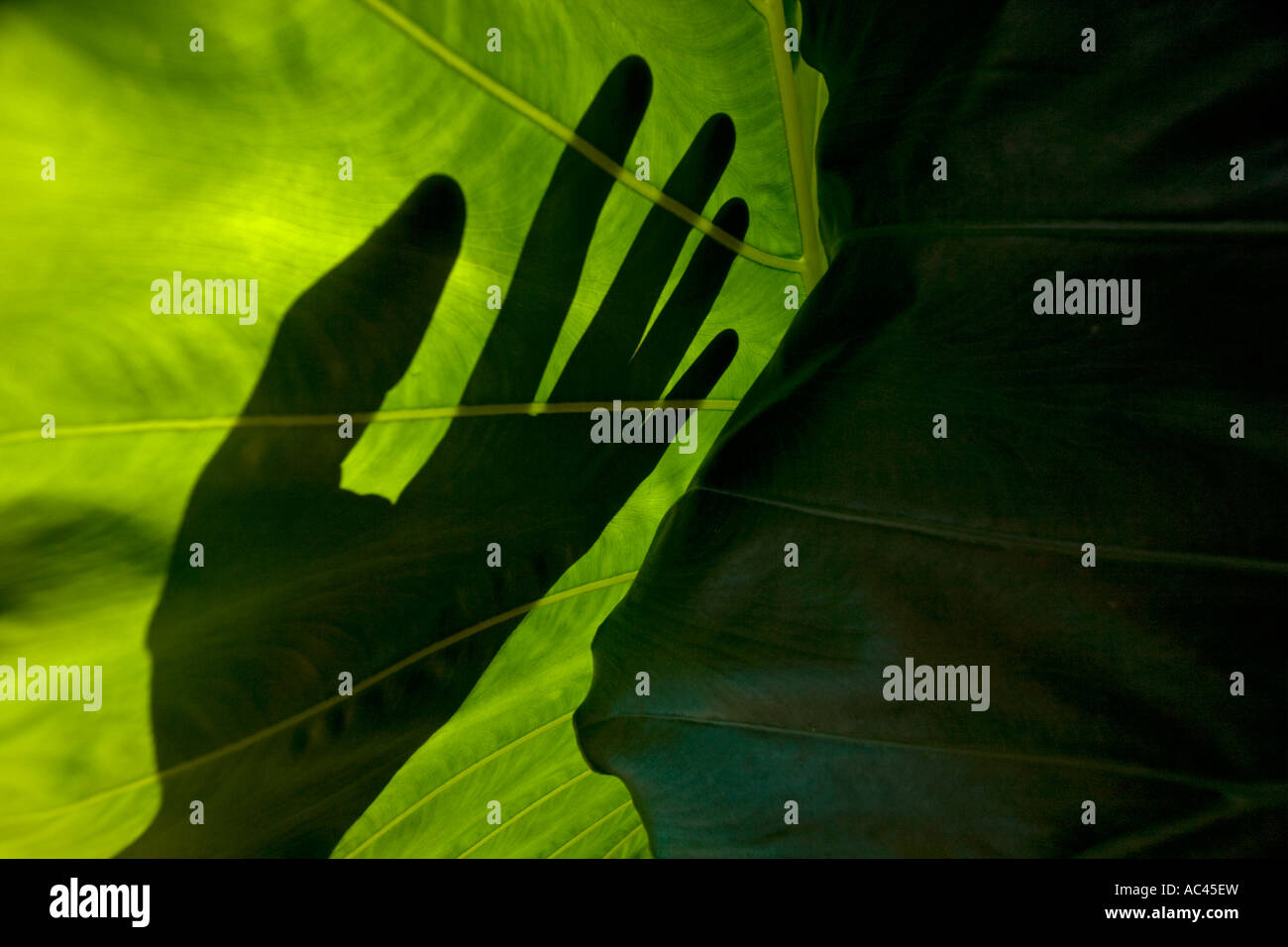 Hand Backlit An outline of a hand, backlit through an Alocasia leaf. Ombre d'une ...