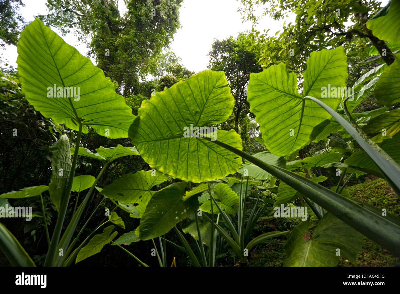 Upright Elephant Ear leaves in a forest of the Chiapas (Mexico). Feuilles d'alocasia dans une forêt du Chiapas (Mexique) Stock Photo