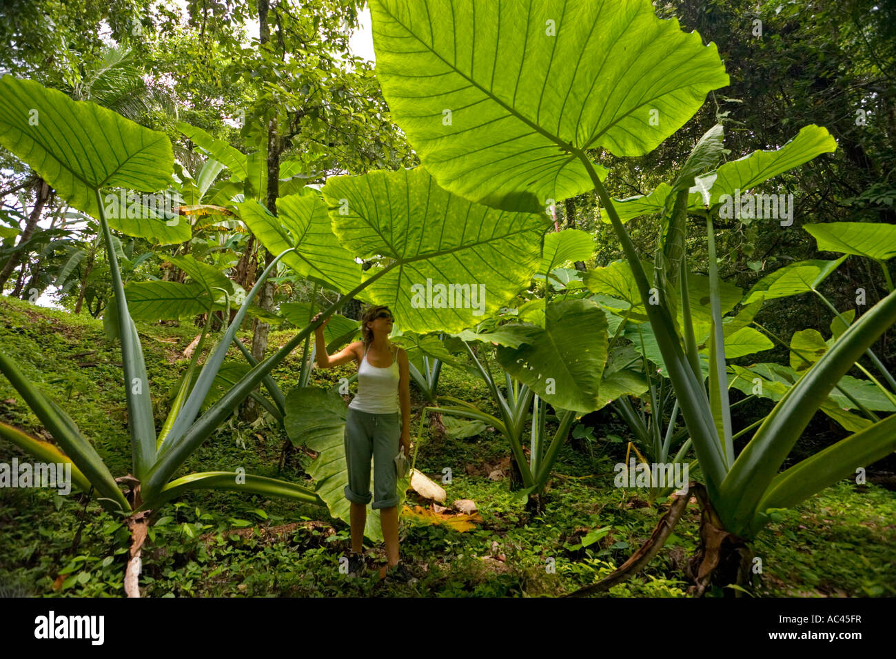 A Young Woman Watching Upright Elephant Ear Leaves Mexico Jeune Femme Observant Des Feuilles D Alocasia Mexique Stock Photo Alamy