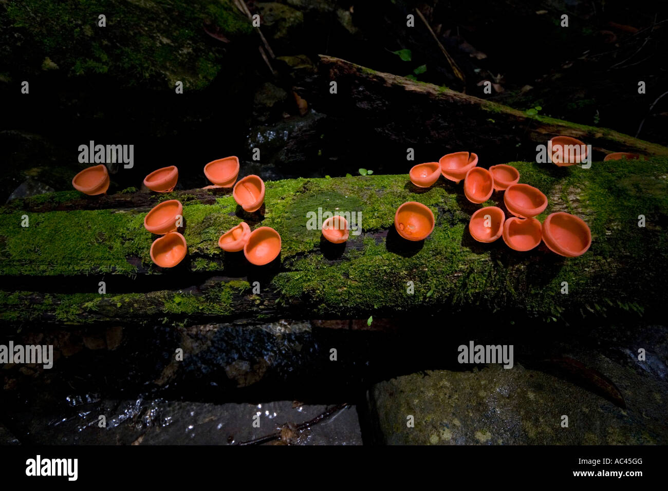 Cup Fungus (Cookeina sp) on a dead tree (Mexico). Stock Photo