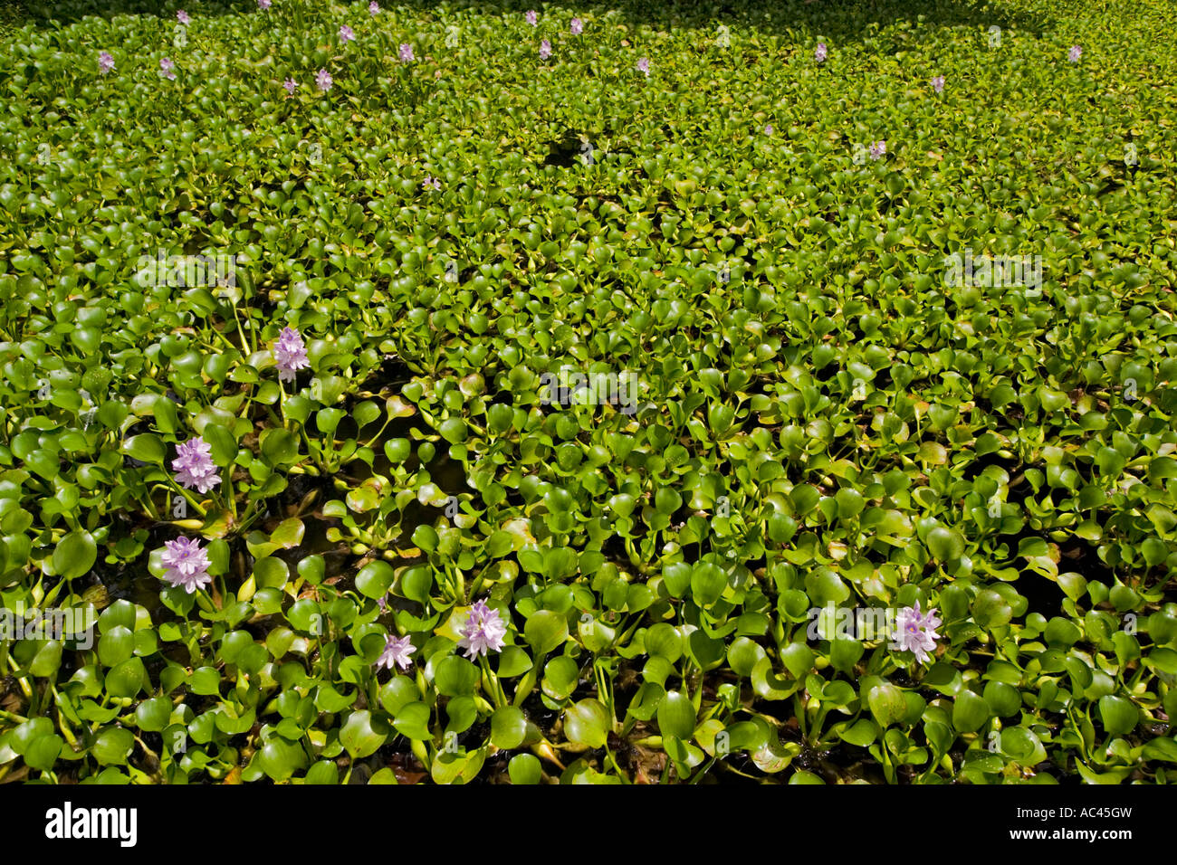 A carpet of blossoming Water yacinths (Eichhornia crassipes). Mexico. Tapis de jacinthes d'eau en fleurs (Mexique). Stock Photo