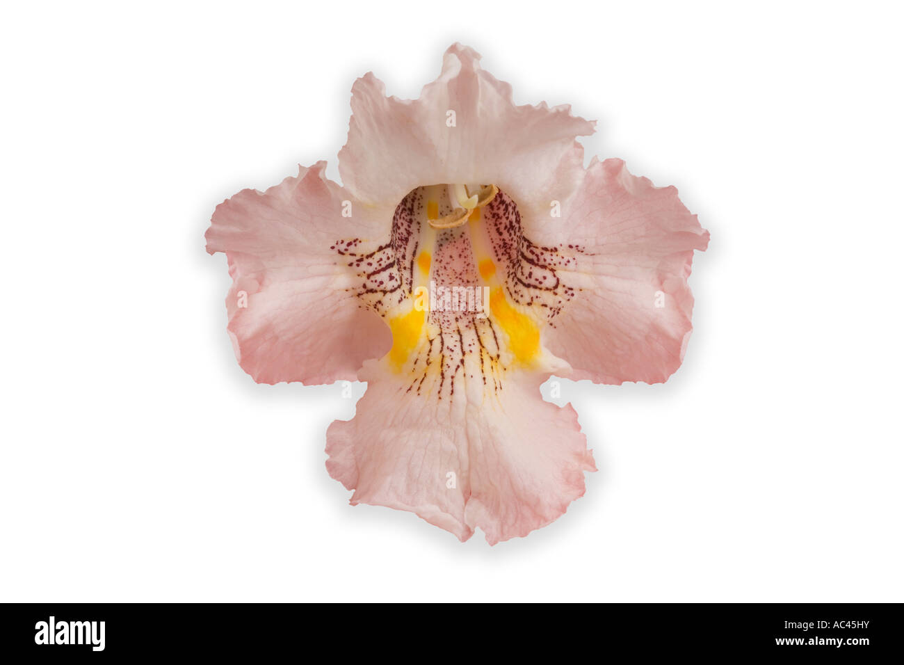 A close-up of a Southern Catalpa flower (Catalpa bignonioides). Gros plan d'une fleur de catalpa. commun (Catalpa bignonioides). Stock Photo