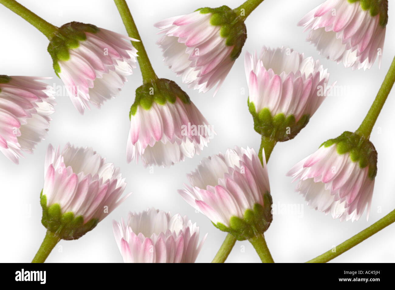 An English Daisy Composition Cut Out Upon A White Background Composition De Paquerettes Vivaces Detouree Sur Un Fond Blanc Stock Photo Alamy