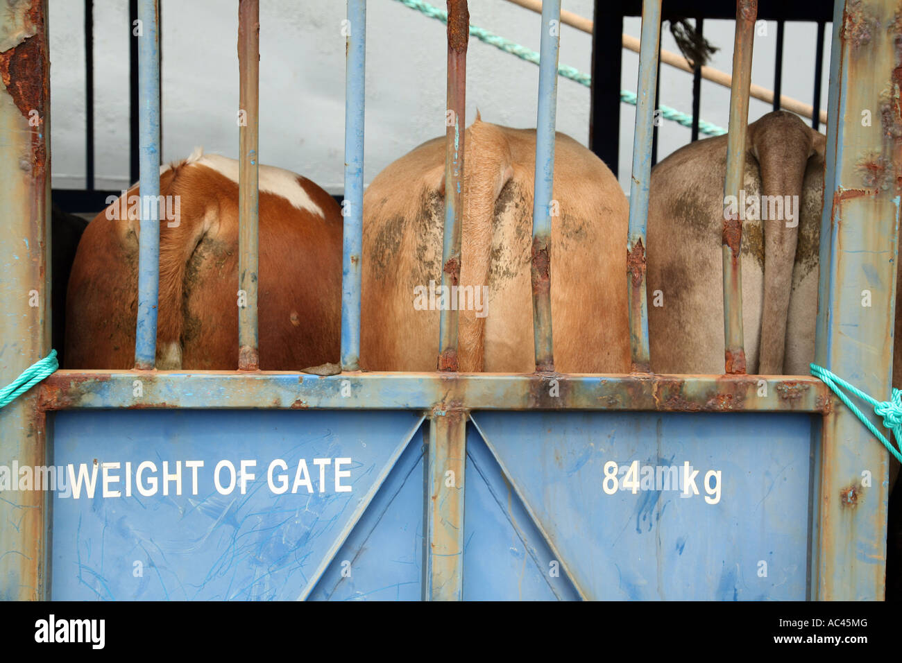 Cows arrive in Horta by freighter, The Azores Stock Photo