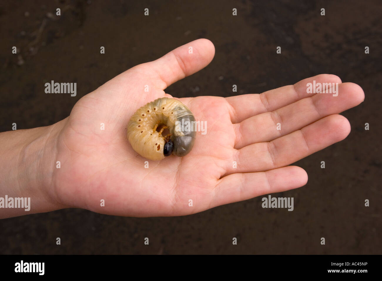 A big scarabaeiform larva in the hand of a woman (Mexico). Grosse larve melolonthoïde dans une main de femme (Mexique). Stock Photo