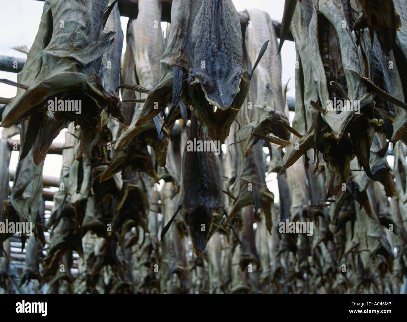 Cod fish heads hanging out to dry in the Lofoten islands archipelago in