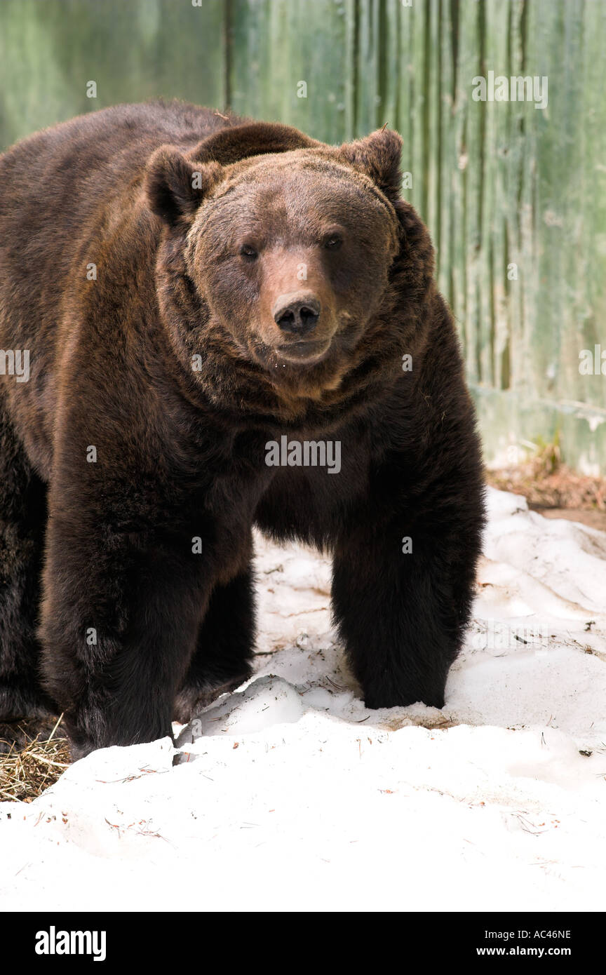 European Brown Bear (Ursus arctos Stock Photo - Alamy