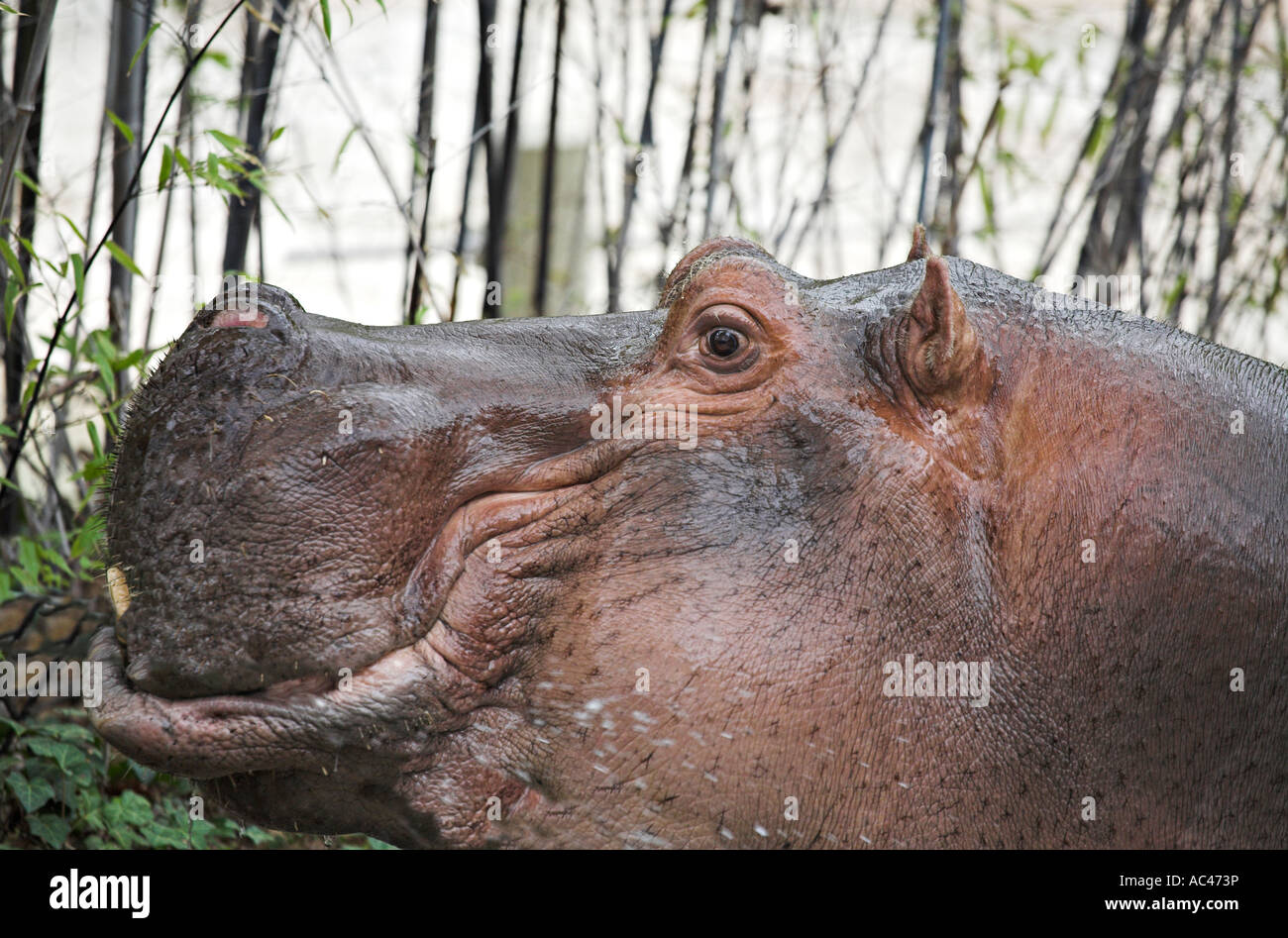 359 Happy Hippo Stock Photos, High-Res Pictures, and Images - Getty Images