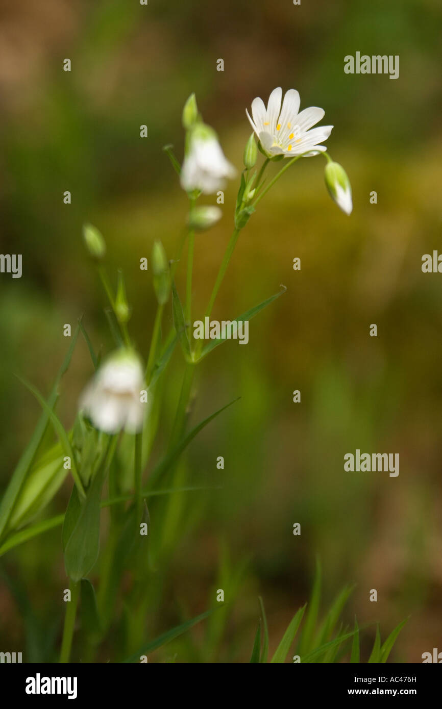 Stitchwort wild spring flower hi-res stock photography and images - Alamy