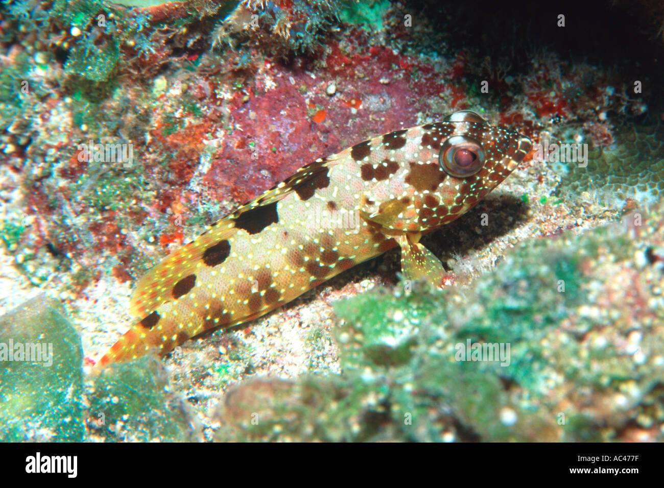 Hexagon grouper Epinephelus hexagonatus Rongelap Marshall Islands North Pacific  Stock Photo