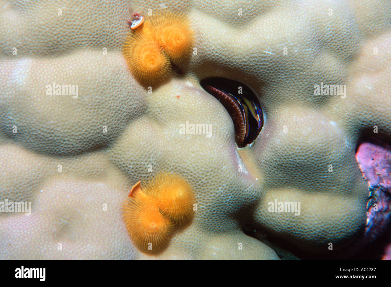 Christmas tree worms and coral clam Spirobranchus giganteus and Pedum spondyloidum Ailinginae Marshall Islands N Pacific  Stock Photo
