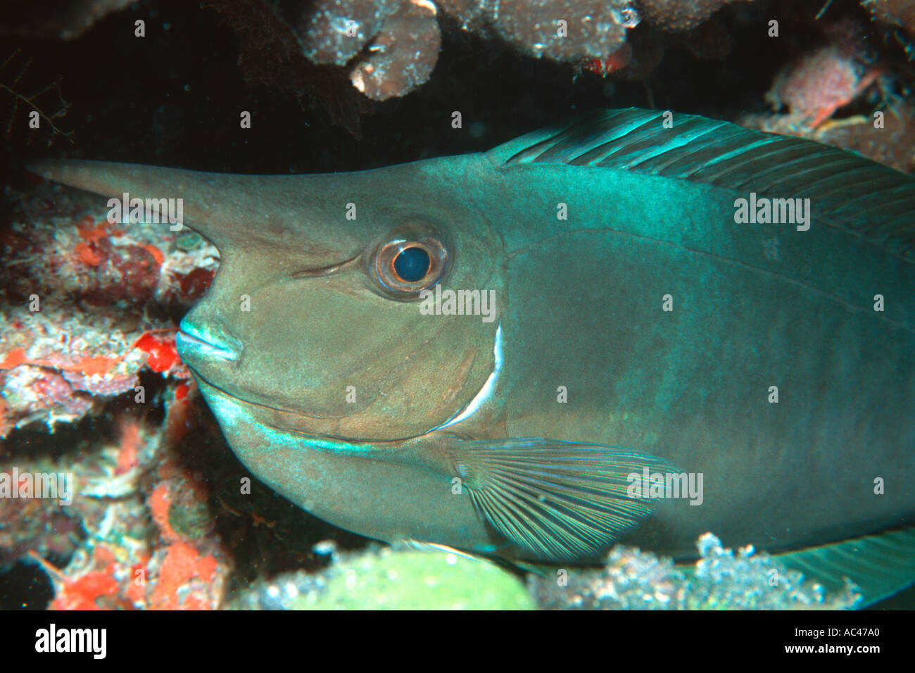 Whitemargin unicornfish Naso annulatus Rongelap Marshall Islands N Pacific  Stock Photo