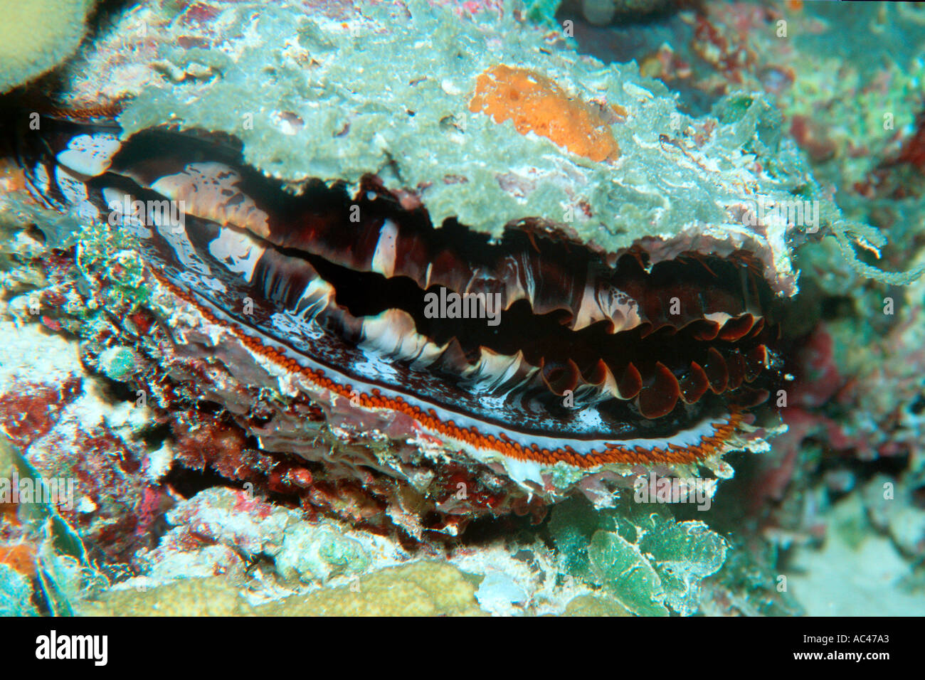 Thorny oyster Spondylus varius Rongelap Marshall Islands N Pacific  Stock Photo