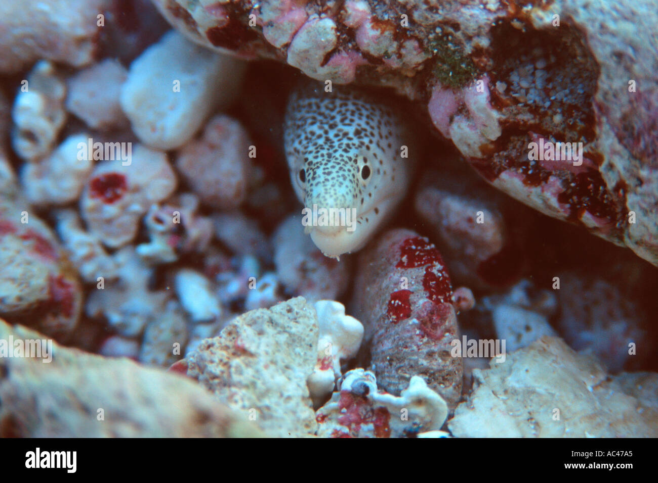 Moray eel juvenile Gymnothorax sp Rongelap Marshall Islands North Pacific  Stock Photo