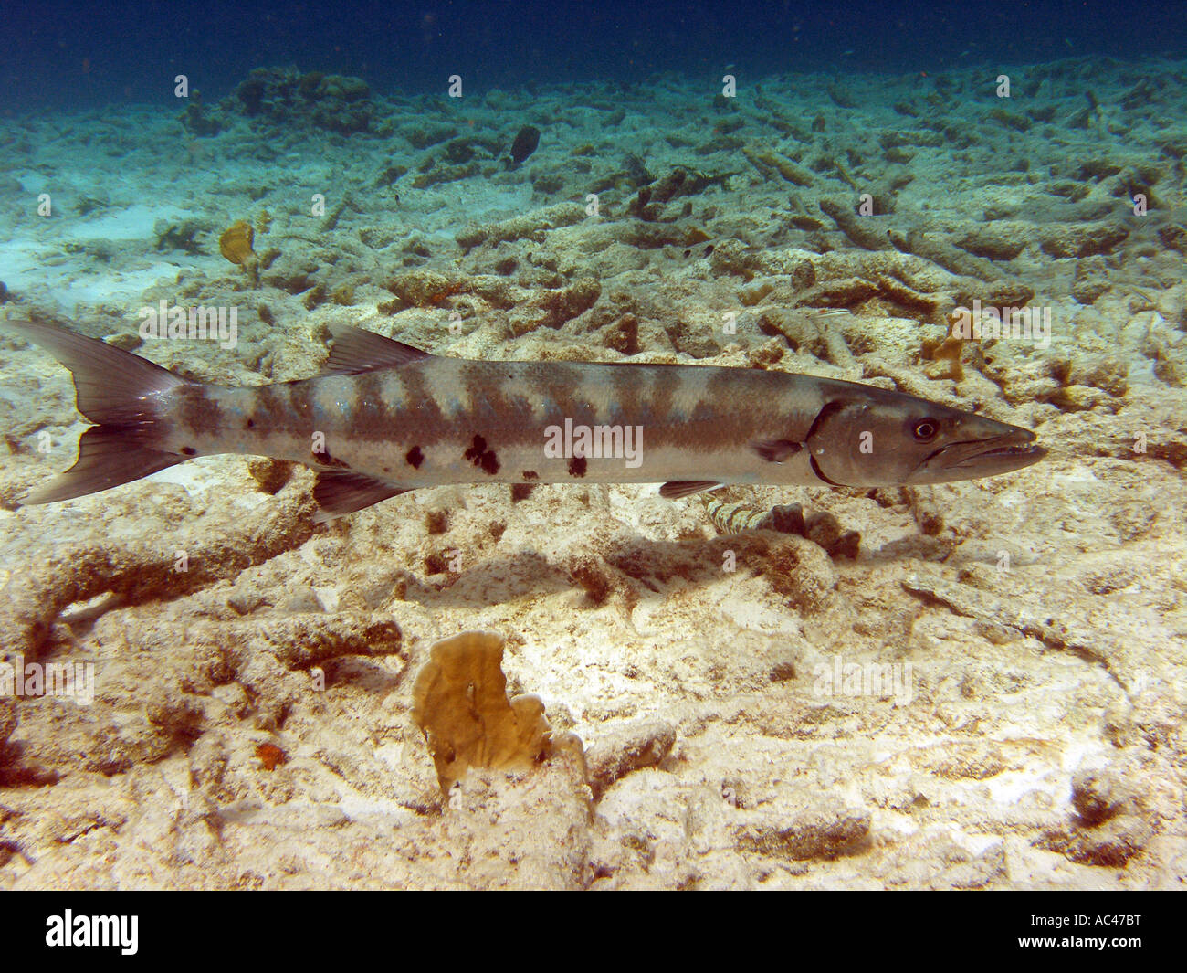 Great Barracuda , Sphyraena barracuda ,Bonaire Stock Photo