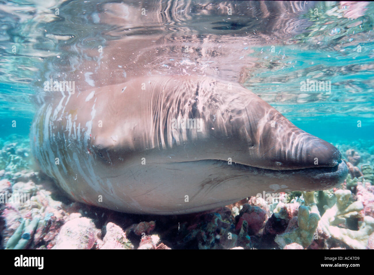 Beaked whale teeth hi-res stock photography and images - Alamy, image size:1300x956