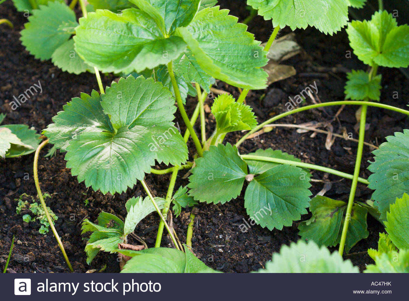 Strawberry Plant Runners High Resolution Stock Photography and Images ...