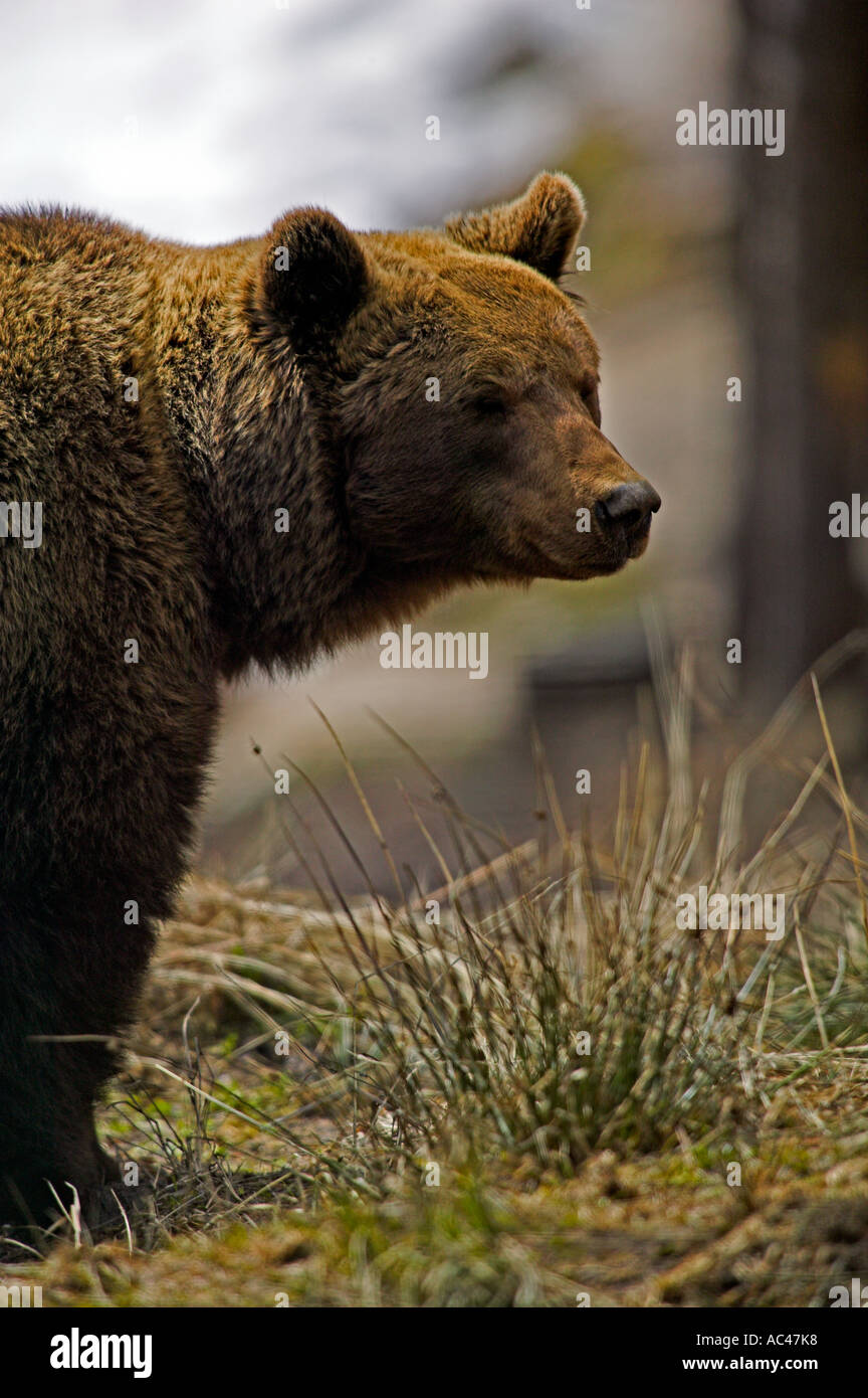European Brown Bear (Ursus arctos Stock Photo - Alamy